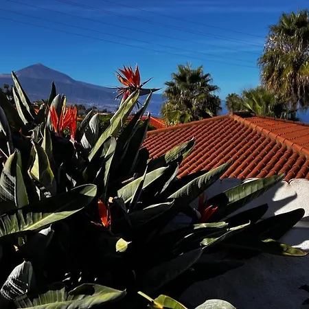 Jacaranda * تاكورونتي