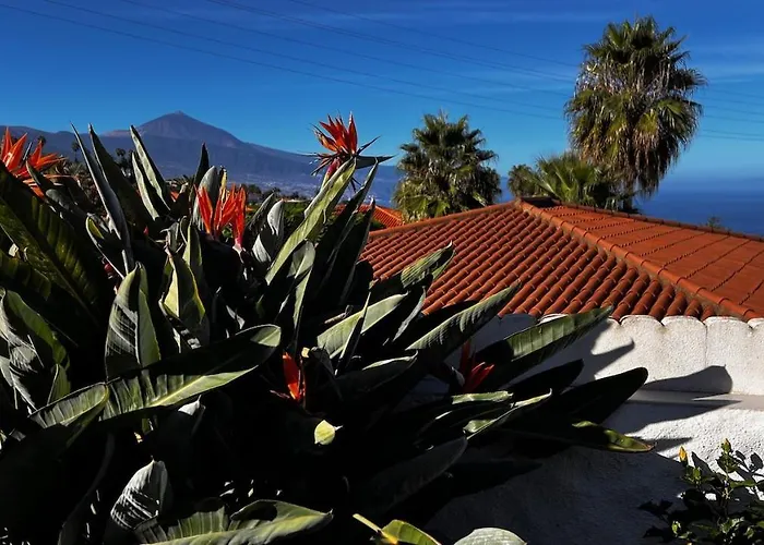 Jacaranda * 타코론테